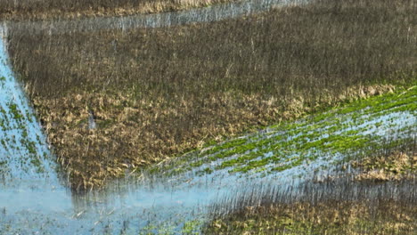 shallow prairie pond in bell slough wildlife management area in faulkner county, arkansas