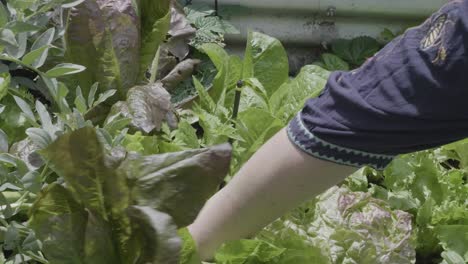 Jemand-Pflückt-Einen-Frischen-Salat-Aus-Dem-Gemüsegarten