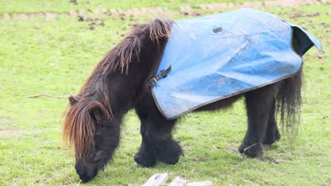 a pony with a blue blanket grazing