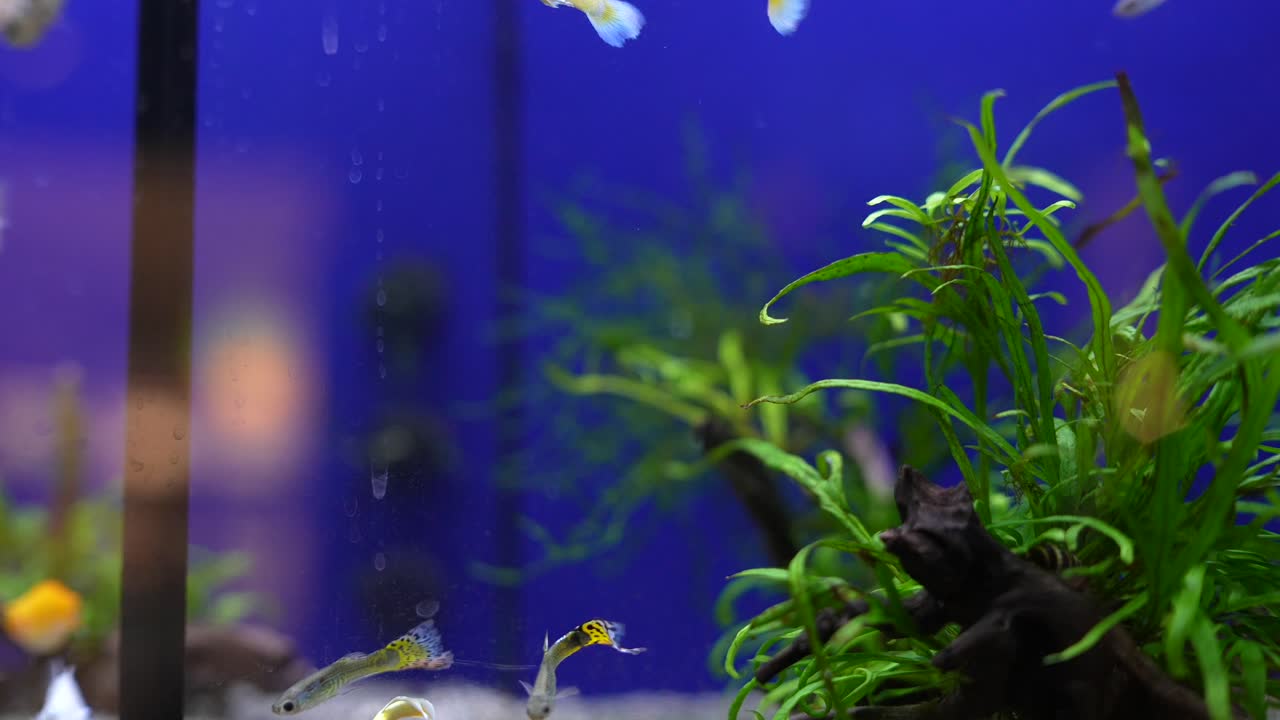 acuario de peces con guppies y plantas