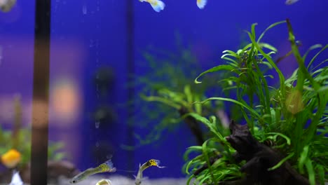 fish tank with guppies and plants