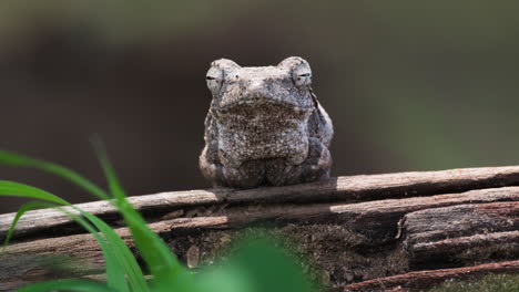 single grey tree frog sit over tree bark