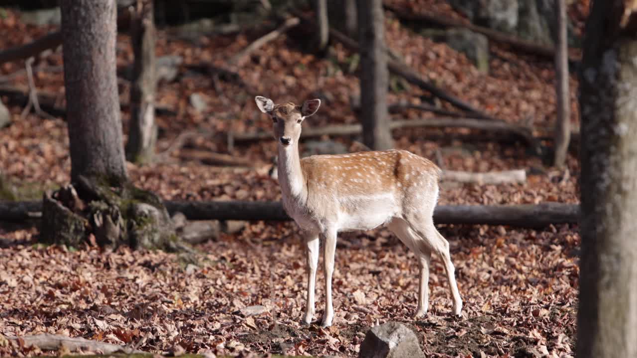 ciervo manchado en barbecho en el bosque rollo de cámara de otoño de slomo