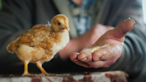 farmer feeds a small chicken from the palm of his hand