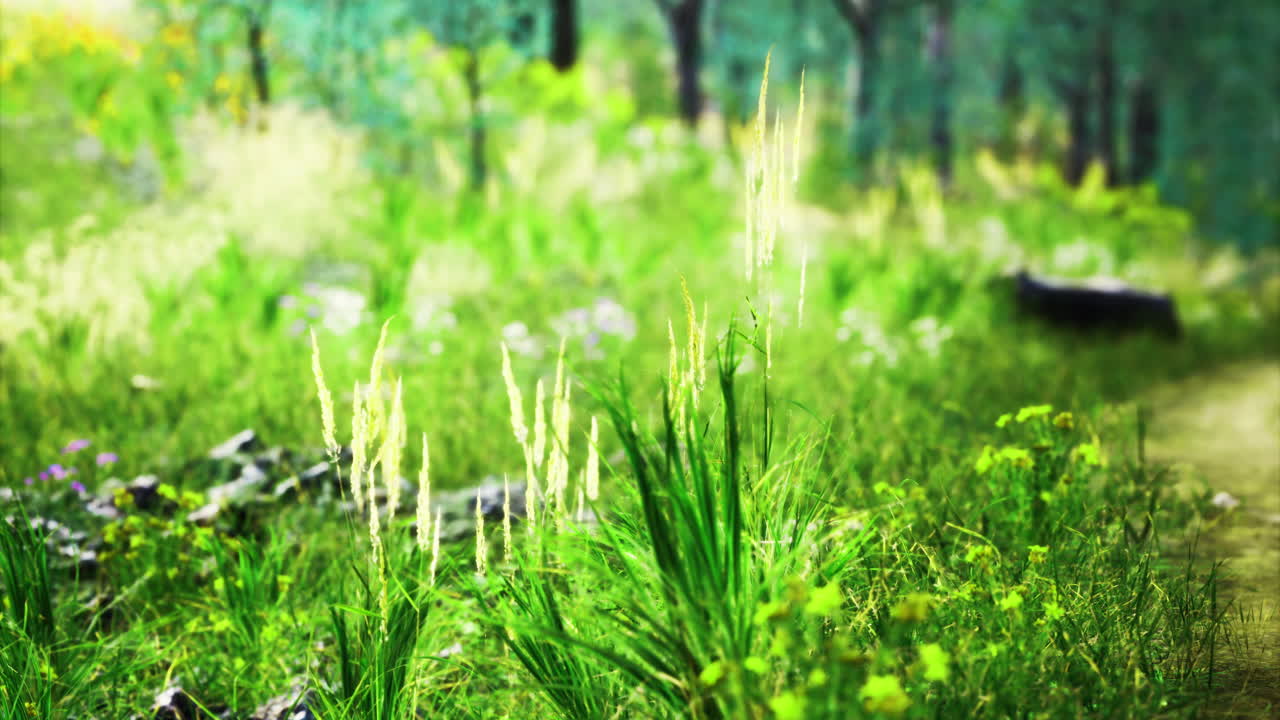 Lush green vegetation along a winding path in a serene forest setting
