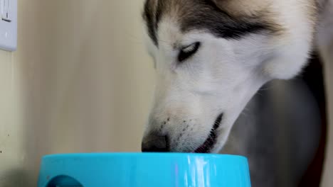 husky pup enjoying his meal -close up