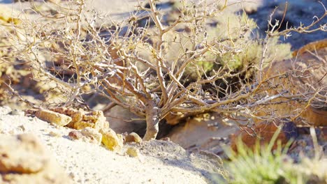 a mojave desert shrub clings to a rocky cliff and survives in a harsh arid climate