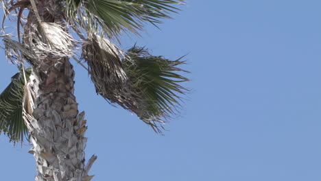 Palm tree on a sunny day