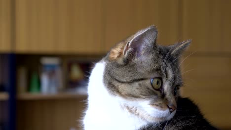 un gato tímido mirando a la cámara en cámara lenta en 4k