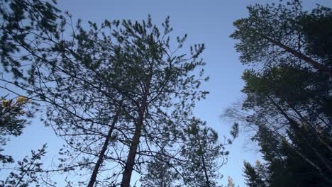 Cámara-Panorámica-Hacia-Un-árbol-En-Hora-Dorada-En-Invierno