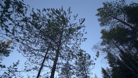 camera panning up toward a tree in golden hour in winter