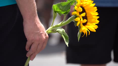 Hält-Eine-Sonnenblume-In-Den-Händen