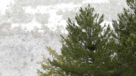 slowmotion steady shot of snow falling