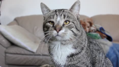 gato atigrado adulto en una sala de estar