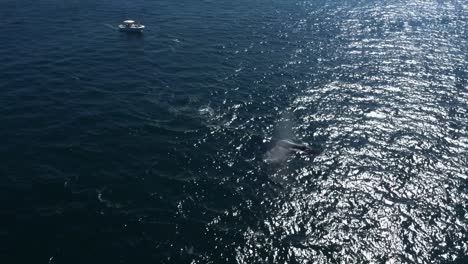 watch marine magic unfold as whales play in sun-kissed waves