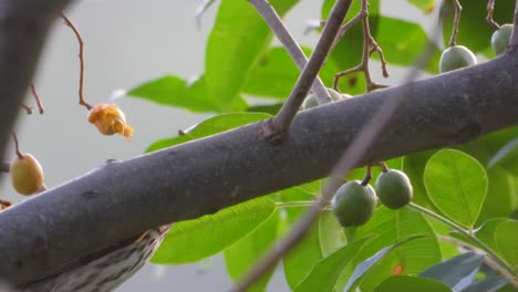 Papamoscas-Rayado-Dándose-Un-Festín-Con-Bayas-En-Un-Bosque-Colombiano