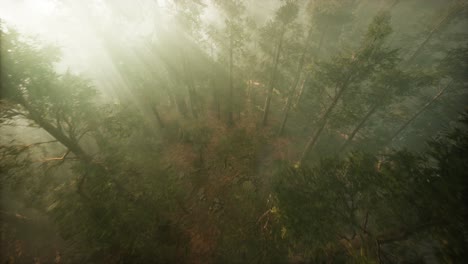 Drone-Rompiendo-La-Niebla-Para-Mostrar-Secoyas-Y-Pinos