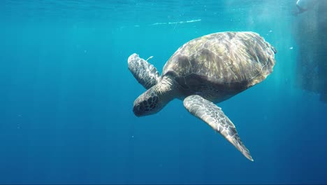 la tortuga baja la cabeza y nada lejos en cámara lenta 50