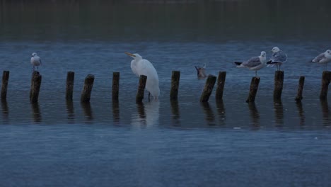 Der-Große-Weiße-Reiher-Steht-Stolz-Im-Seichten-Seewasser,-Umgeben-Von-Möwen