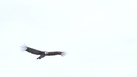 adult andean condor soaring while showing its huge wingspan of about three meters