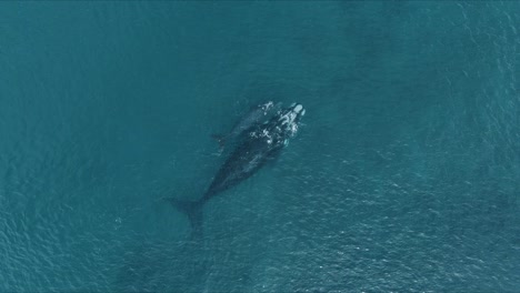 Ballena-Franca-Austral-Madre-Con-Cría-Flotando-En-La-Superficie-Del-Agua-Azul-Cristalina-Junto-Al-Océano