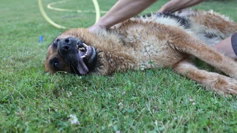 cinematic slow motion shot of a wet german sheperd dog being petted by a man, happy, dog