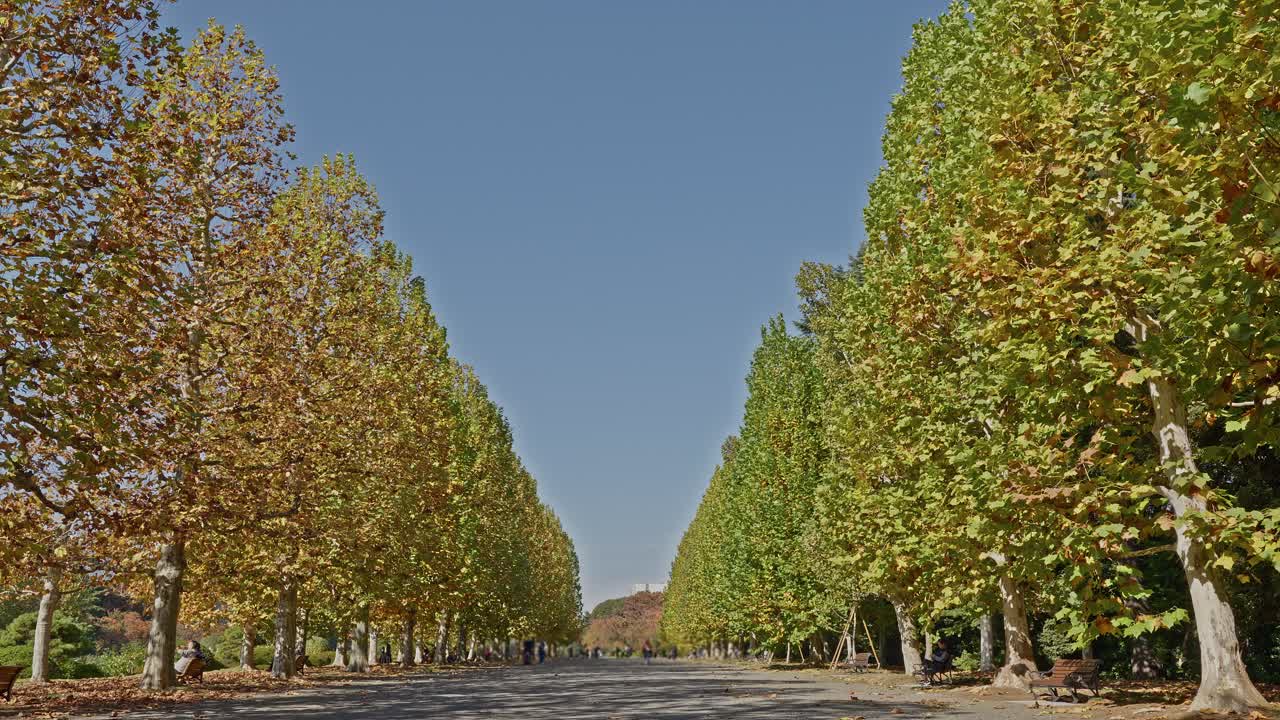 An expansive shot of the long Sycamore tree avenue with fall foliage and a clear blue sky in a Tokyo park