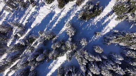 Vista-Desplegable-Del-Denso-Bosque-De-Abetos-Cubierto-De-Nieve,-Amden,-Suiza