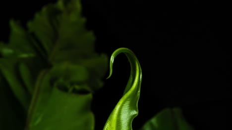 Birds-nest-fern,-crisp-new-leaf-growth-unwinding-and-growing,-closeup