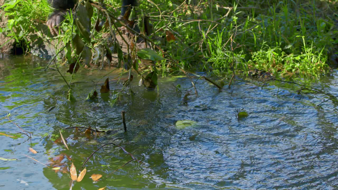 야생 침팬지 (pan troglodytes) 가 나가지와 함께 강에서 떠다니는 과일을 고 있습니다.