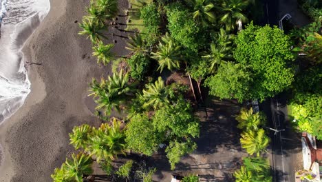 Tropical-Grande-Anse-beach-with-palm-trees-in-Guadeloupe,-aerial-downwards-view