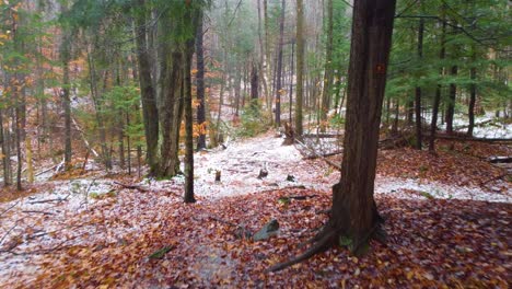 Dolly-A-Lo-Largo-De-Un-Sendero-Boscoso-De-Montaña-Lleno-De-Hojas-Rojas-En-Medio-De-La-Nieve-En-El-Suelo-Entre-árboles-Sin-Hojas