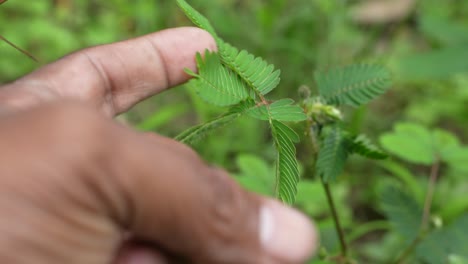 if touch me not touches the leaves of the tree, the leaves of the tree will fold