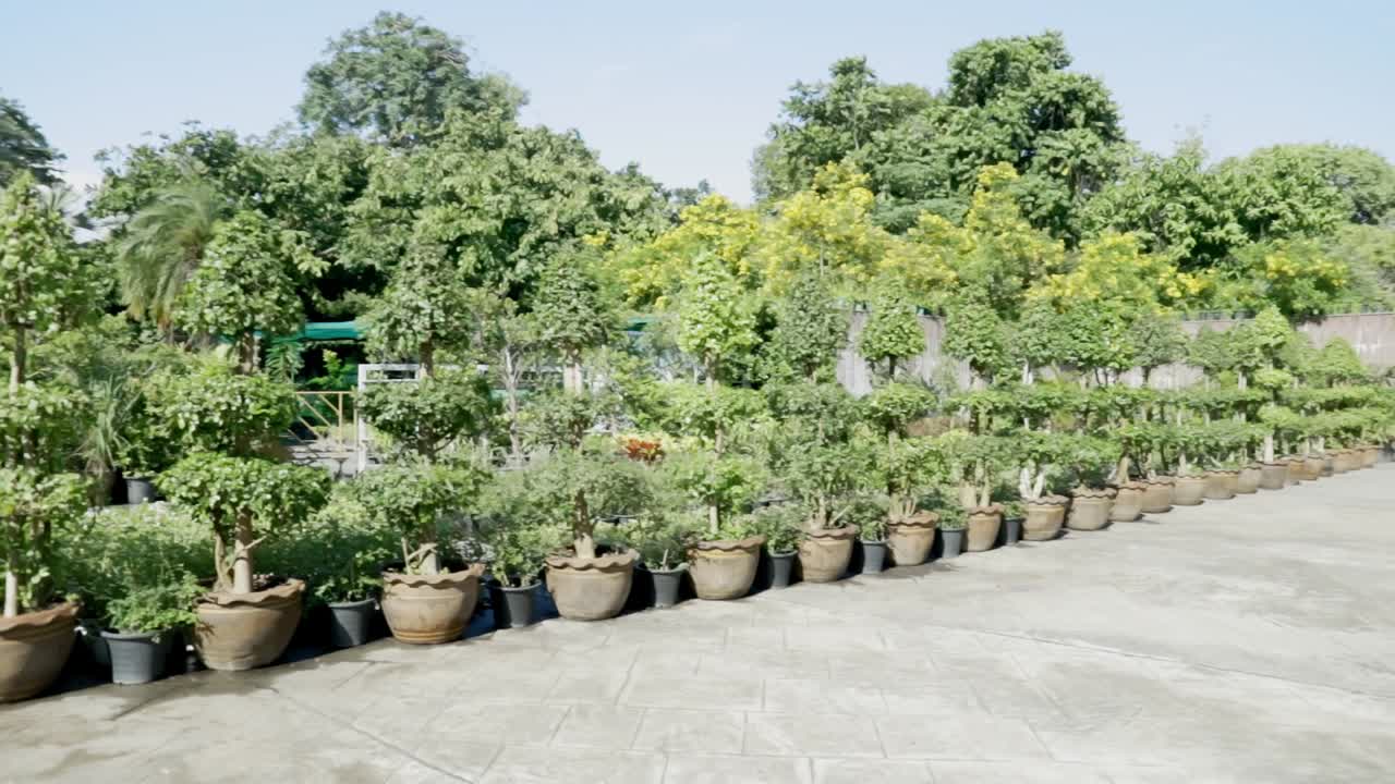 viendo las plantas en el parque en bangkok