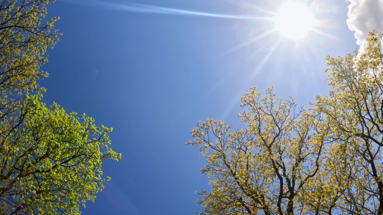 Looking up in the sky with bright sun shining in the lens. Green tree leaves in spring.