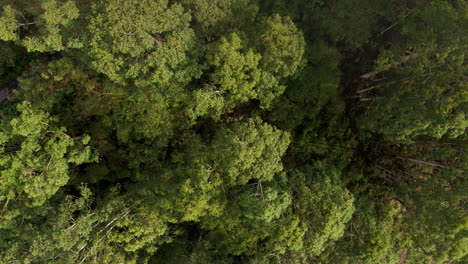 Areal-view-of-Eucalyptus-Tree-plantation-in-munnar