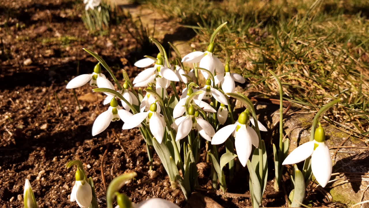 Due api che raccolgono polline da un fiore di bucaneve bianco in una soleggiata mattina di primavera.