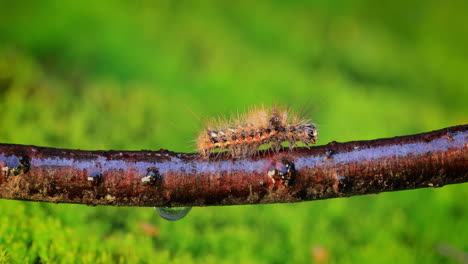 yellow tail moth (euproctis similis) caterpillar, goldtail or swan moth (sphrageidus similis) is a caterpillar of the family erebidae. caterpillar crawls along a tree branch on a green background.