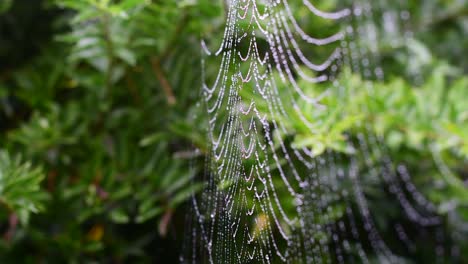 high quality close up of a rain beaded spiders web with droplets shinnig like diamonds and shallow depth of field and a curtain of lush greenery in the background