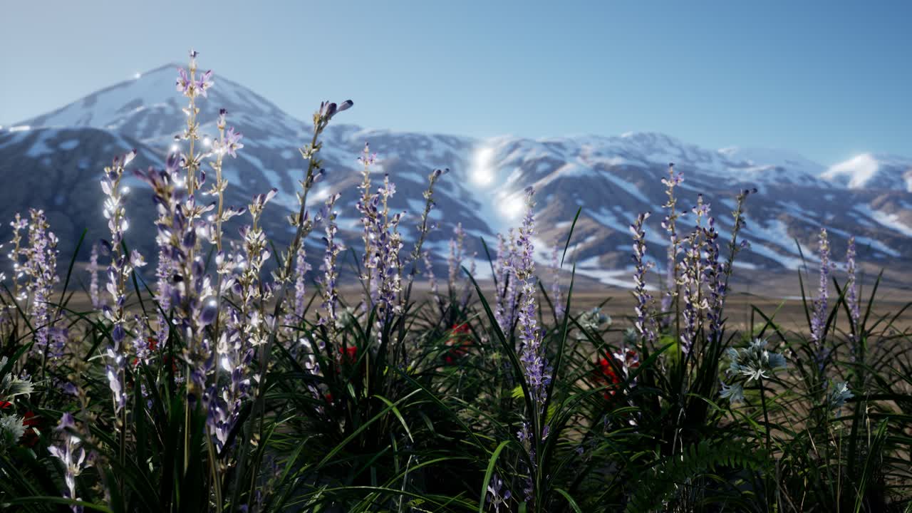 푸른 하늘과 눈으로  ⁇ 인 산이 있는 라벤드  ⁇