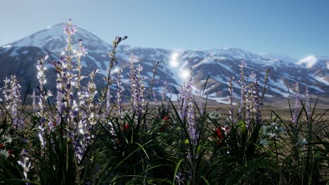 campo de lavanda con cielo azul y cubierta de montaña con nieve