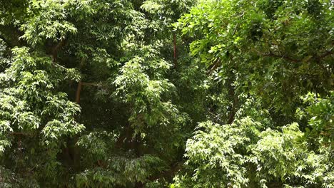 trees and foliage in a park