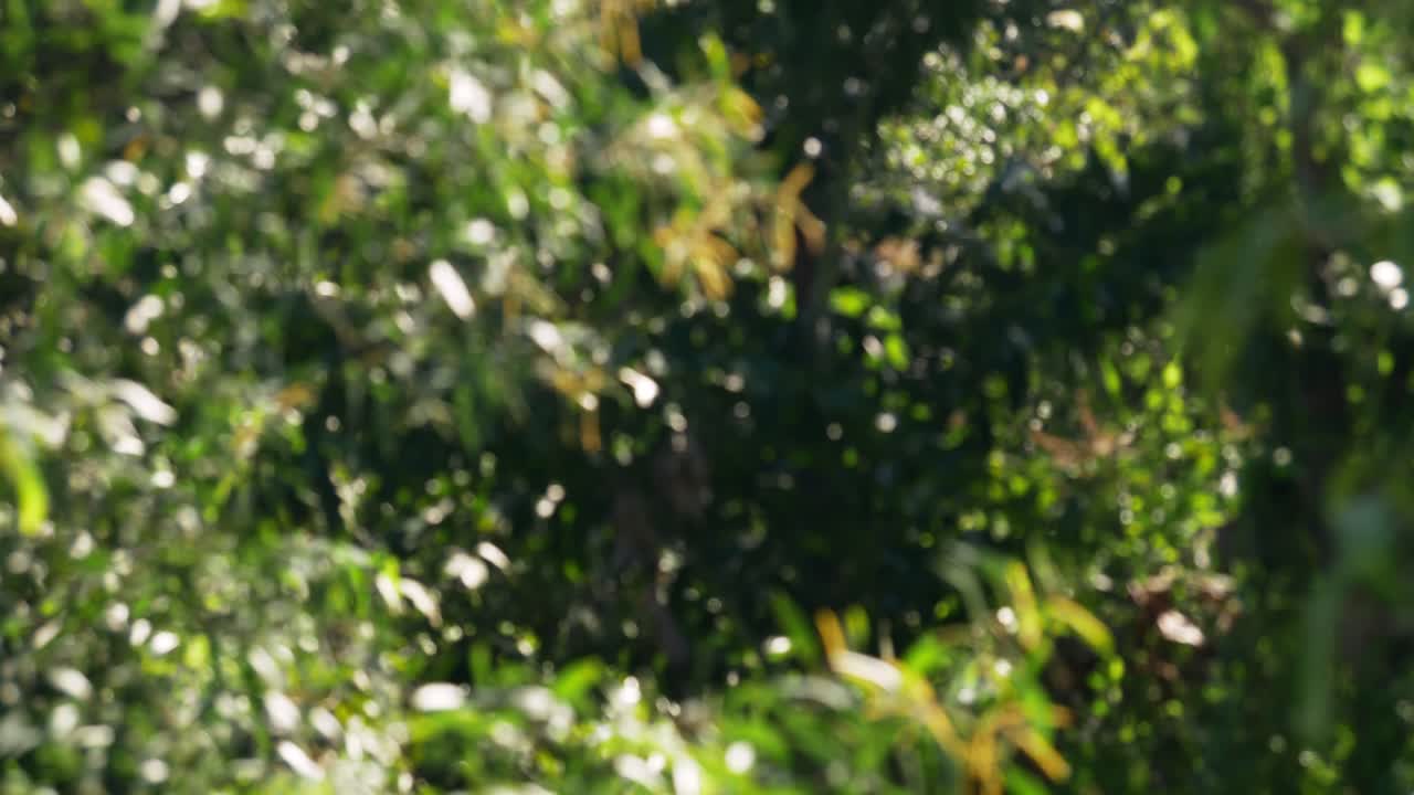 Explore mesmerizing beauty of blurred foliage and vibrant leaves in a natural setting