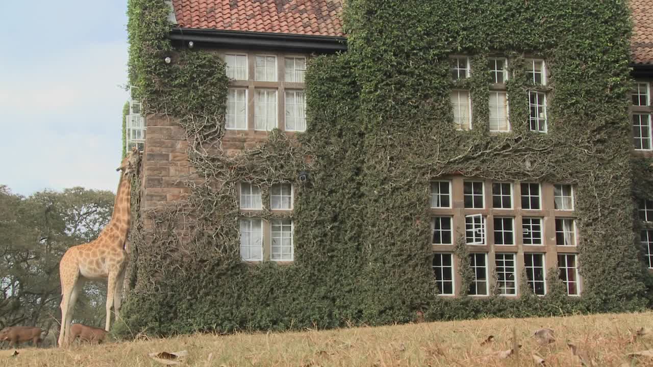 케냐의 옛 저택 밖을 돌아다니는 기린 13