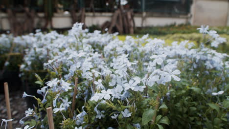 weiße blumen im freien