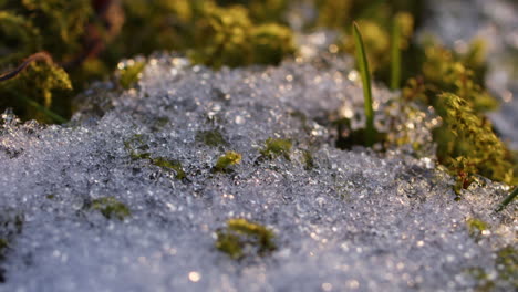 Close-up-shot-of-melting-snow-on-an-sunny-day-in-February-in-Germany