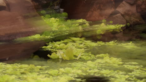 timelapsed pan across pond with swirling plants and koi fish streaking through water with multiple exposure streak effect