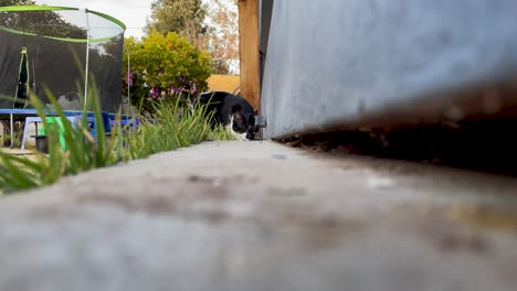 curious cat hearing something on the other side of the door