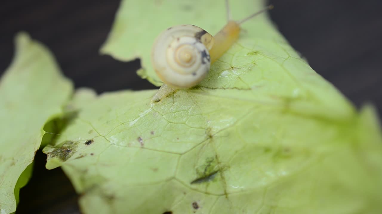 Table, lettuce leaves and snail. The snail moves on lettuce leaves