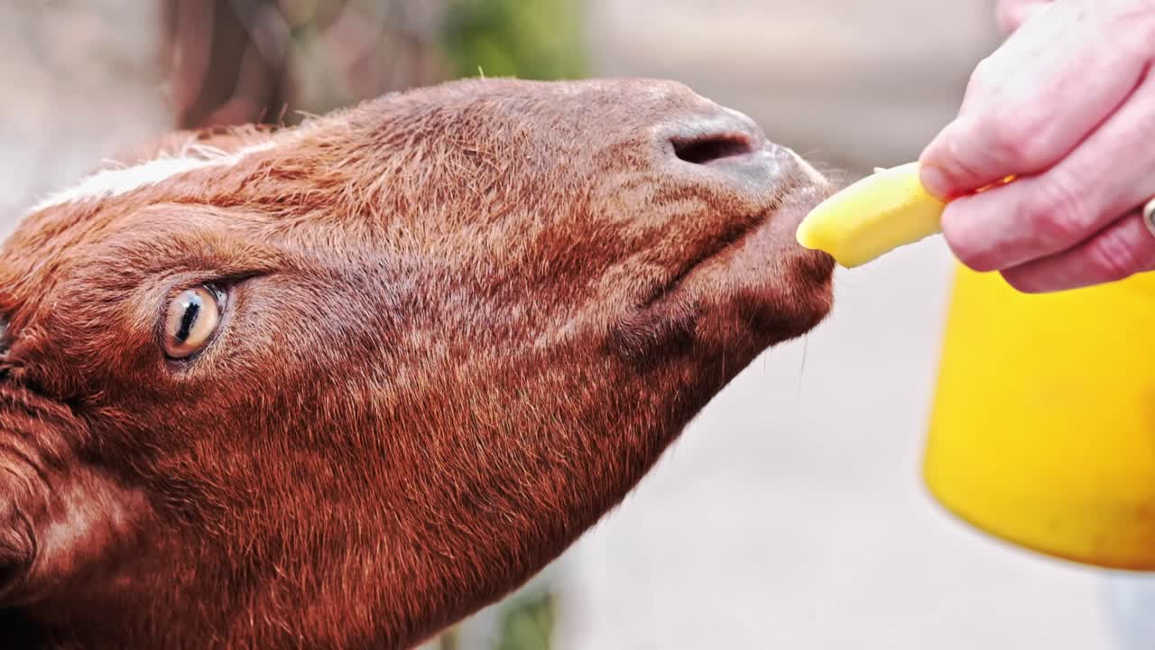 A goat being teased with an apple at a petting zoo